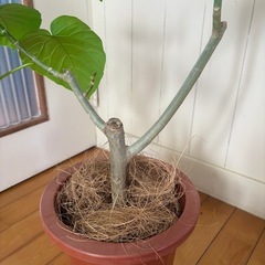 ウンベラー72cm 幹太 二股 観葉植物の画像