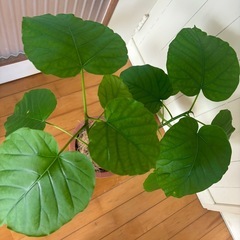 ウンベラー72cm 幹太 二股 観葉植物の画像