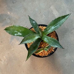 あめりか〜な✨アガベ✨多肉植物 2苗セット ドライガーデンの画像