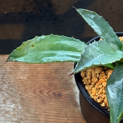 あめりか〜な✨アガベ✨多肉植物 2苗セット ドライガーデンの画像