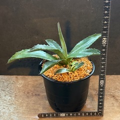 あめりか〜な✨アガベ✨多肉植物 2苗セット ドライガーデンの画像