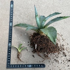 あめりか〜な✨アガベ✨多肉植物 2苗セット ドライガーデンの画像