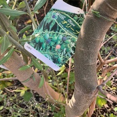 オリーブの木2本
の画像