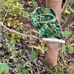 オリーブの木2本
の画像