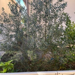 オリーブの木2本
の画像