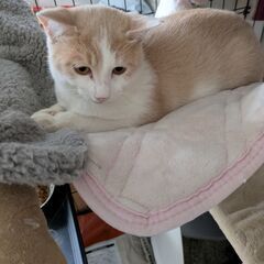 春に産まれた子猫です。保護して家の中で人馴れ訓練をして現在家の中...