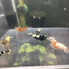 決まりました◆　　　　　　　　　　　　　　　　　　　　　　　　　　　　　　　　　　　　　　　　　　　　　　　　　　　　　　　　　　　　　　　　　　　　　　　　　　　　　　　　　　　　　　　　　　　　　　　　　　　　　　　　　　【現物】ビーシュリンプ 　ハイブリッド◆おまけ込み12匹セット　②の画像