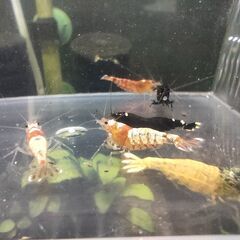 決まりました◆　　　　　　　　　　　　　　　　　　　　　　　　　　　　　　　　　　　　　　　　　　　　　　　　　　　　　　　　　　　　　　　　　　　　　　　　　　　　　　　　　　　　　　　　　　　　　　　　　　　　　　　　　　【現物】ビーシュリンプ 　ハイブリッド◆おまけ込み12匹セット　②の画像