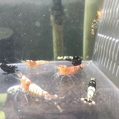 決まりました◆　　　　　　　　　　　　　　　　　　　　　　　　　　　　　　　　　　　　　　　　　　　　　　　　　　　　　　　　　　　　　　　　　　　　　　　　　　　　　　　　　　　　　　　　　　　　　　　　　　　　　　　　　　【現物】ビーシュリンプ 　ハイブリッド◆おまけ込み12匹セット　②の画像