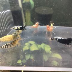決まりました◆　　　　　　　　　　　　　　　　　　　　　　　　　　　　　　　　　　　　　　　　　　　　　　　　　　　　　　　　　　　　　　　　　　　　　　　　　　　　　　　　　　　　　　　　　　　　　　　　　　　　　　　　　　【現物】ビーシュリンプ 　ハイブリッド◆おまけ込み12匹セット　②の画像