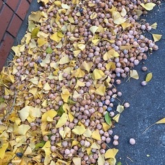 銀杏　もらってくださいの画像