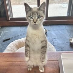 危険地域で緊急保護!!シャム系ブルーアイの美猫ルナ♀