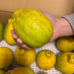 璃の香レモン　15個　4kgの画像