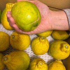 璃の香レモン　15個　4kgの画像