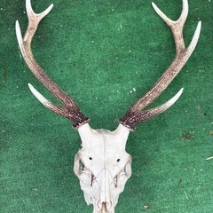 鹿の頭蓋骨と角のインテリアの画像
