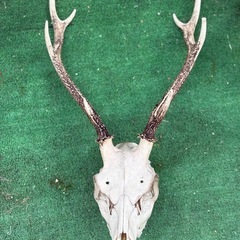 鹿の頭蓋骨と角のインテリアの画像