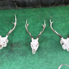 鹿の頭蓋骨と角のインテリアの画像