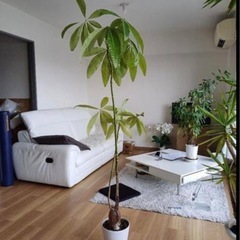 カジュマル・バンヤンツリー　の画像