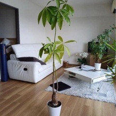 カジュマル・バンヤンツリー　の画像