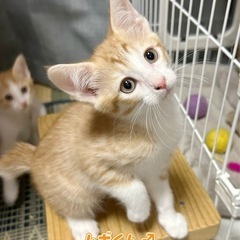 😸遊んで欲しいの💕茶白の男の子のムギくん😸