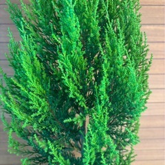 ゴールドクレストの画像