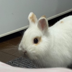 生活環境の変化により、継続した飼育が難しくなったため、やむ…