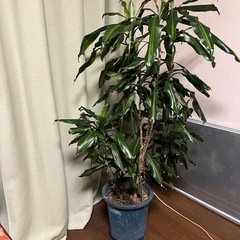 ドラセナ(幸福の木)の画像