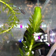 「アナカリス（水草）」メダカ金魚藻・オオカナダモの画像
