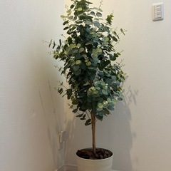 フェイクグリーン ユーカリの画像