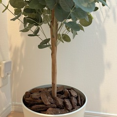 フェイクグリーン ユーカリの画像