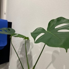 観葉植物ヒメモンステラの画像