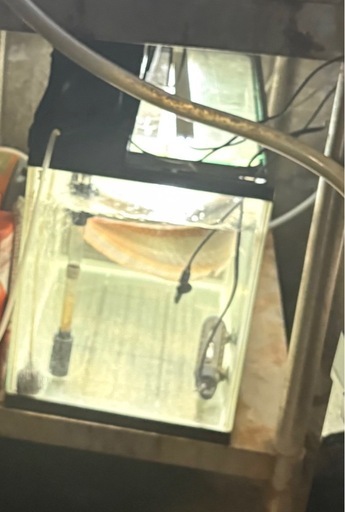 ６０㎝水槽アロワナ飼育急ぎ売り