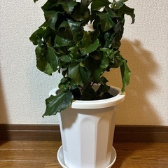 ハイビスカス・デニムブルーの画像