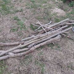 高松市 薪の材料 木 太い柿の木 雑木 乾燥済みです 薪ストーブ キャンプファイヤー  長い木 の画像