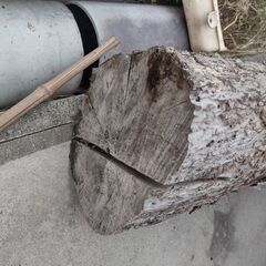 高松市 薪の材料 木 太い柿の木 雑木 乾燥済みです 薪ストーブ キャンプファイヤー  長い木 の画像