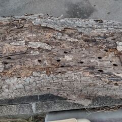 高松市 薪の材料 木 太い柿の木 雑木 乾燥済みです 薪ストーブ キャンプファイヤー  長い木 の画像