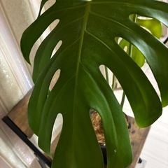 モンステラ　観葉植物の画像