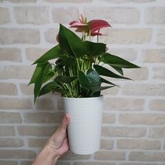 2500円　アンスリウム　ロイヤルピンクチャンピオン　3.5号　観葉植物の画像
