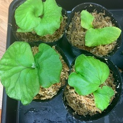 ビカクシダのセットの画像