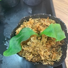 ビカクシダのセットの画像