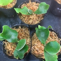 ビカクシダのセットの画像