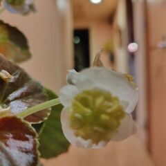 ベゴニア新種フライングエッグ6株の画像