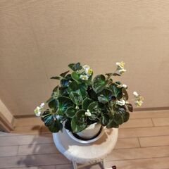 ベゴニア新種フライングエッグ6株の画像