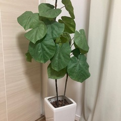 フェイクグリーンの画像