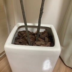 フェイクグリーンの画像