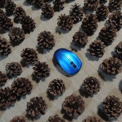 松ぼっくり　１１５個の画像