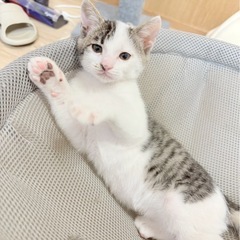 【急募】生後約2ヶ月の甘えん坊な男の子(白キジ)