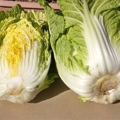 八千代産★白菜の画像