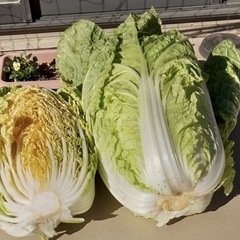 八千代産★白菜の画像