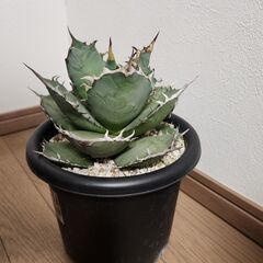 アガベ　チタノタ　観葉植物　多肉植物の画像